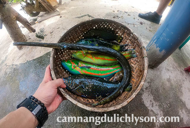 Cá nhồng, cá mó ở Lý Sơn